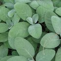 Salvia officinalis 'Bergarten' feuille